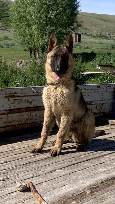 немецкий собака: Продам щенка 5 месяцев Отец чистый Бельгийская овчарка Мать Немецкая