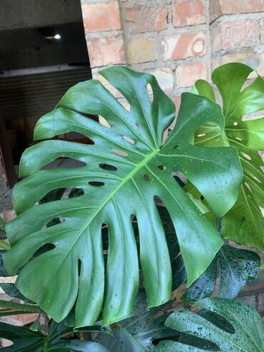 печенье с предсказаниями бишкек: Монстера деликатесная (Monstera deliciosa) - Крупное