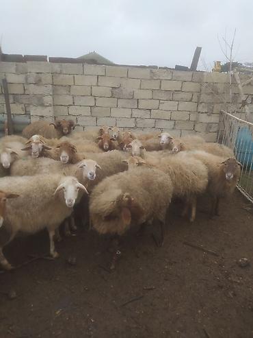 Qoyunlar, qoçlar: Qoyunlar, qoçlar — 9