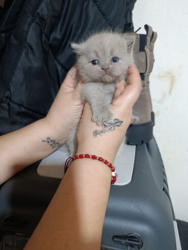 Pişiklər: Şotland yastı qulaq — 11