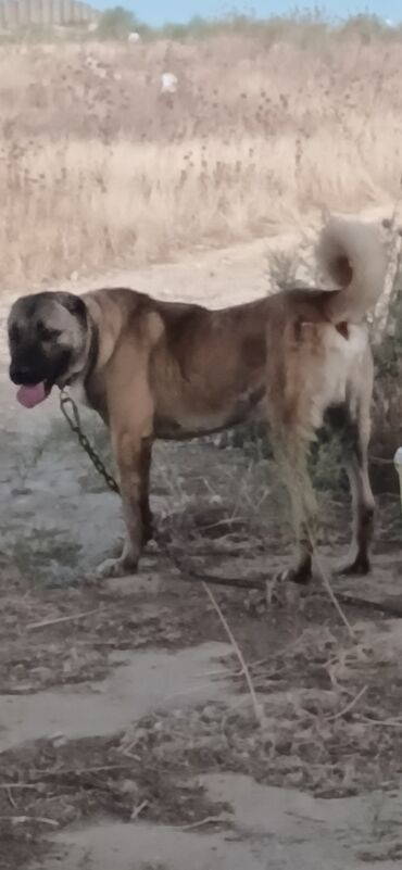 it yuvasi: Kanqal, 1 il, Erkek, Peyvəndli, Ödənişli çatdırılma, Rayonlara çatdırılma