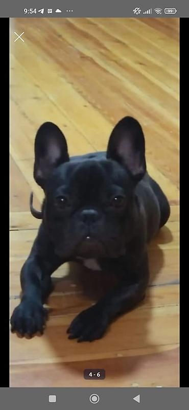 Продажа собак: Бульдог, 2 месяца, Самец, С прививкой at lalafo.kg — 11 Продажа собак: Бульдог, 2 месяца, Самец, С прививкой — 11