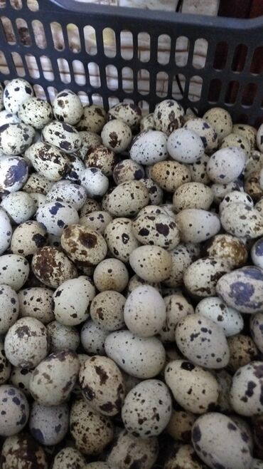 страусиное яйцо бишкек цена: Яйца перепелинные продаю! домашние! не ферма!инкубационных яиц нету и