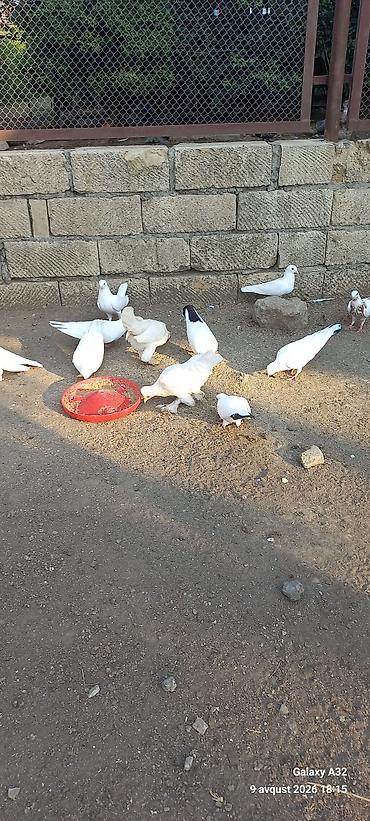попугай ара цена: Unvan Lənkəran.Bakıya 20yanvara və bəzi rayonlara çatdırılma — 3