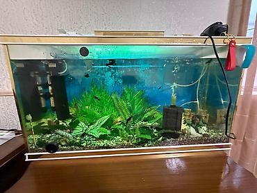 xani baliq: Dördbucaq akvarium, Balıqlarla birlikdə, 90 l — 1