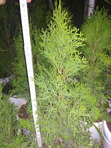 Декоративные деревья: Саженцы деревьев: Туи, Самовывоз — 4