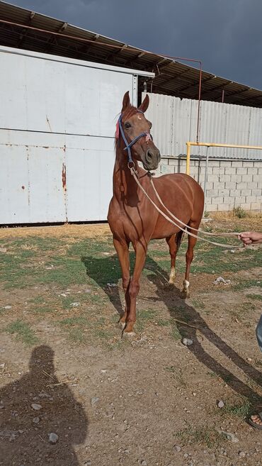 Лошади, кони: Продаю | Кобыла (самка) — 7