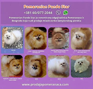 kupujem prodajem pomeranac: Pomeranian Panda Star je renomirana odgajivačnica Pomeranaca iz — 1