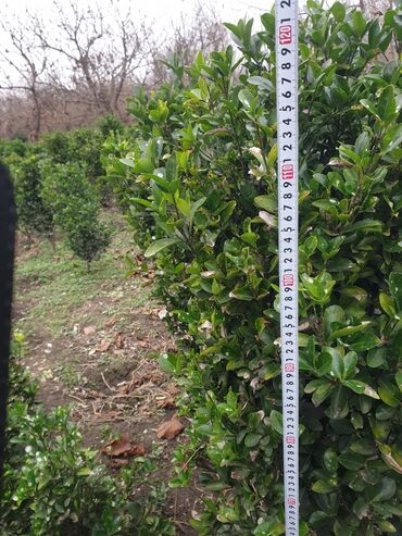 Çöl bitkiləri: Hedc üçün həmişəyaşıl dekorativ kollar boyu 100 və cm120 3azn — 11