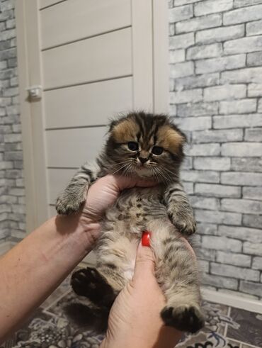 вислоухий сиамский кот: Скотиш Фолд (Шотландская вислоухая), 1 месяц, Мальчик