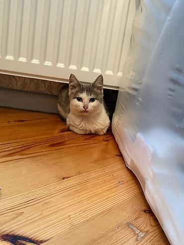 Pişiklər: Yaxşı əllərə — 2