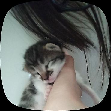 купить мейн кун: 🐱 Котята в добрые руки! Отдам котят в добрые руки ❤️ Котята — смесь с — 1