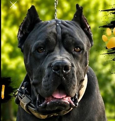 cane corso yavru: Kane-Korso, 2 il, Erkək, Cütləşmə üçün — 1