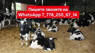 продам корову: Продаю | Корова (самка), Бык (самец), Музоо, торпок | Ангус, Герефорд, Голштин | На забой, Для разведения, Для молока