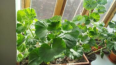 Герани и пеларгонии: Сортовой герандар сатылат. Баасы келишим турдо 300 сомдон жогору. - — 1