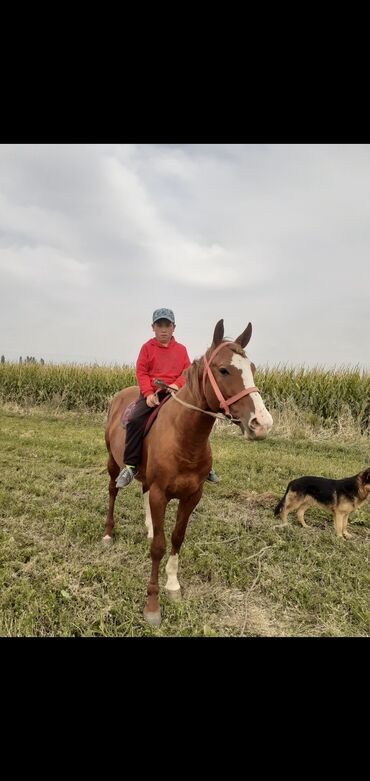 продам индоуток: Продаю | Конь (самец), Жеребец | Полукровка, Дончак | Для разведения, Рабочий, Конный спорт | Мерин