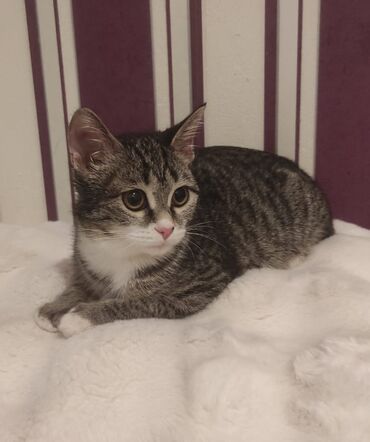 Pişiklər: Tabbi, Yaxşı əllərə — 2