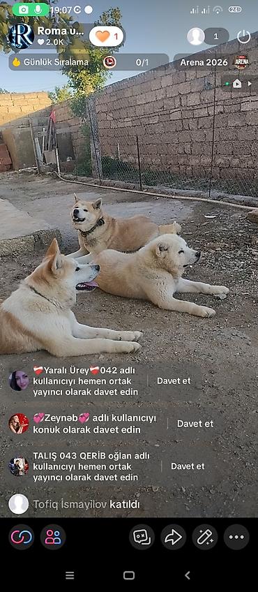 qurd basar iti: Akita-inu, 10 ay, Peyvəndli, Ünvandan götürmə — 2