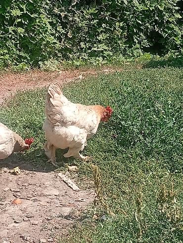 домашний животные: Продаю | Куры | Домашняя | Несушки — 1