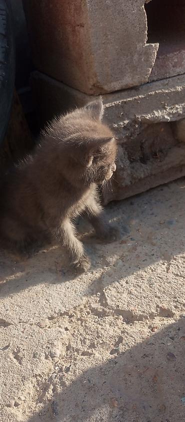 Кошки: БЕСПЛАТО отдам в хорошие руки Котёнок, окрас сплошной серый — 4