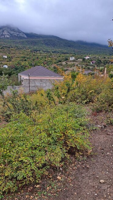 baş zəyzid torpaq: 10 sot, Kupça (Çıxarış)