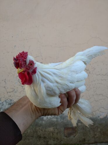 клетки для попугаев купить: Bir qarış boyu var.Saglam xoruzdu.Qiymət 35 manat.Unvan Şəki