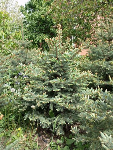 Digər bitkilər: Hərkəsə salam😀 Quba ərazisində krimlovski şam ağaclarının topdan və — 9