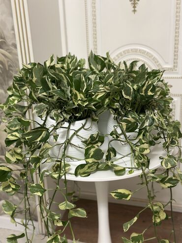 кызыл май свечи в бишкеке: 🌿 Көп жылдык декоративдүү үй өсүмдүгү — Эпиперемнум 🪴 Идиш менен кошо