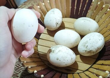 Ət və dəniz məhsulları: Blue Rouen Ördeklerinin yurtası