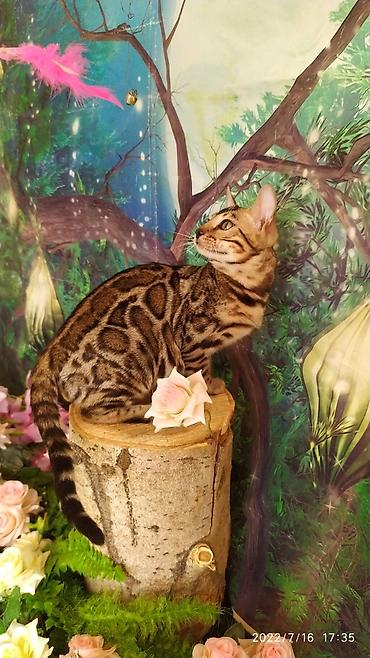 Мышыктар: Бенгальский котик Мальчик. 5мес. Невероятно красивый контрастный с — 2