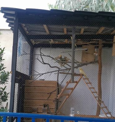 Quş: 9 ədəd korella bir ailədən çoxalıb. Hazırda 4 cüt dur yumurtlayır — 9