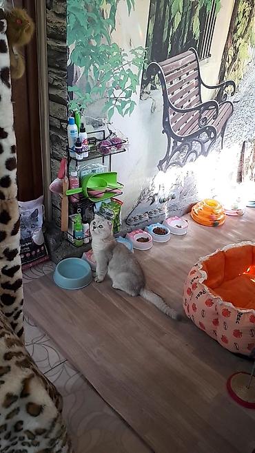 ищу котят: Кото-гостиница! Гостиница для котиков! Платная передержка кошечек — 10