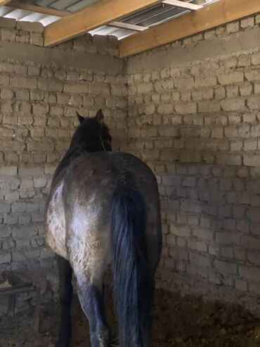 обучение собак: Сатам | Тай | Жумушка lalafo.kg да обучение собак: Сатам | Тай | Жумушка