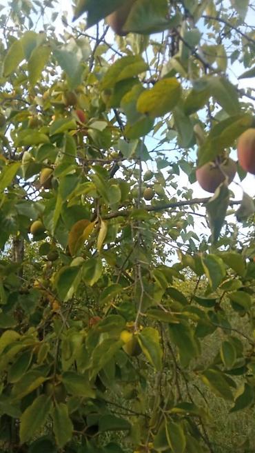 mingecevirde torpaq satisi: 263 sot, Kənd təsərrüfatı, Mülkiyyətçi, Kupça (Çıxarış) — 1