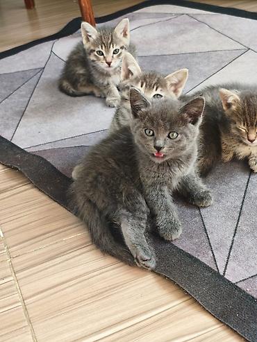кошка ххх: Отдам котят в добрые руки. Приученык лотку, кушают самостоятельно — 2