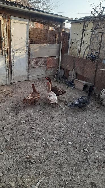 heyvanlar quslar: 4 Erkey 5 Dişi lal ördəklər satılır damazdıq heyvanlardı Erkeylər 40 — 3
