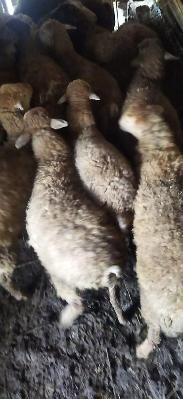 tap az qusar heyvanlar: Quzular Təsvir: - Şəkillərdə təsvir olunan yerli qoyun sürüsü — 4