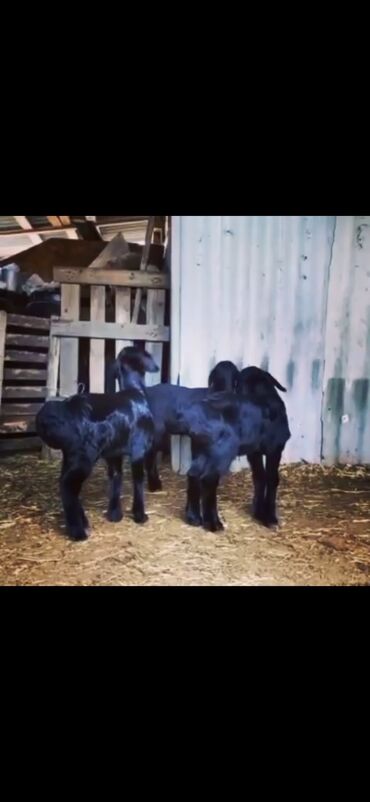 Qoyunlar, qoçlar: Qarabaş/Karakul tipli qoyunlar və quzular - Rəng: tünd qara və — 7