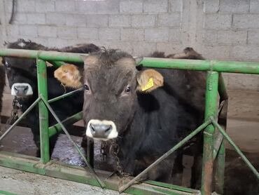 Коровы, быки: Продаю | Бык (самец) | Швицкая | На откорм | Племенные — 3