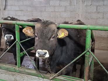 Коровы, быки: Продаю | Бык (самец) | На откорм | Привязанные — 5