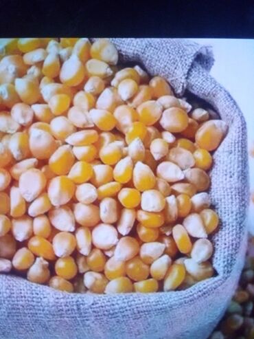 Корма для с/х животных: Жугору дан алам 
куплю кукуруза зерно 10 тонна (рушенный) мешках