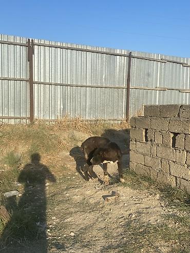 it elanlari: Alabay, 6 ay, Erkək, Peyvəndli — 5