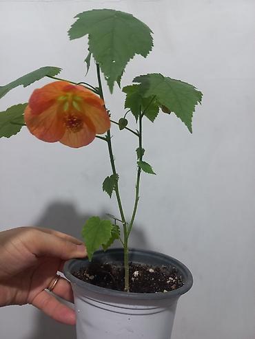 цветы уличный: Комнатные цветы в стаканчиках: 1) Глоксиния (Sinningia speciosa) с — 7