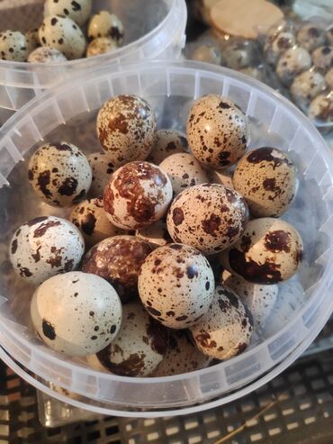 яйца оптом сокулук в Кыргызстан | Сүт азыктары жана жумурткалар: Свежие перепелиные яйца