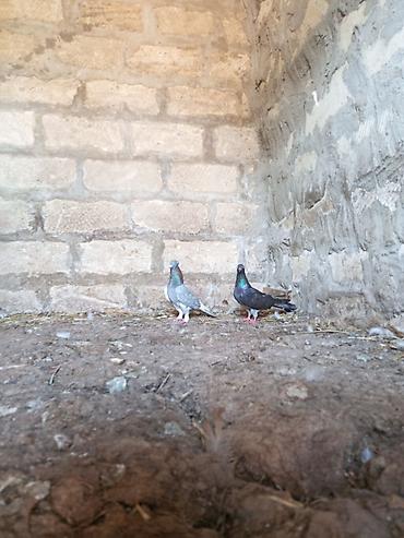 mor rəng: Salam. Hamısı tam sağlam heyvanlardır. Tutulma falan deyil. Hamısı — 7