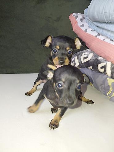 Продажа собак: Миниатюрный пинчер, 1 месяц, Самец, С прививкой — 2
