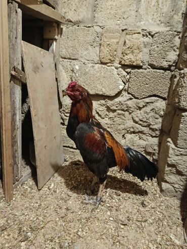 Xoruzlar: Yapon 1 yaş yarımlıq heyvandı problemsiz heyvandı barter yalnız şamo — 10