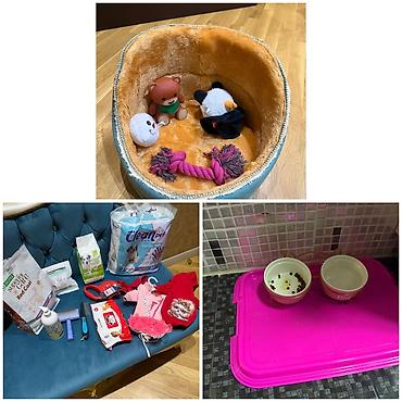 maltipoo satilir: Malta bolonka, 5 ay, Dişi, Peyvəndli, Pulsuz çatdırılma — 2