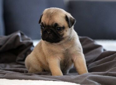 Psi: Na prodaju štenci mopsa, pažljivo vakcinisani i očišćeni od parazita — 7