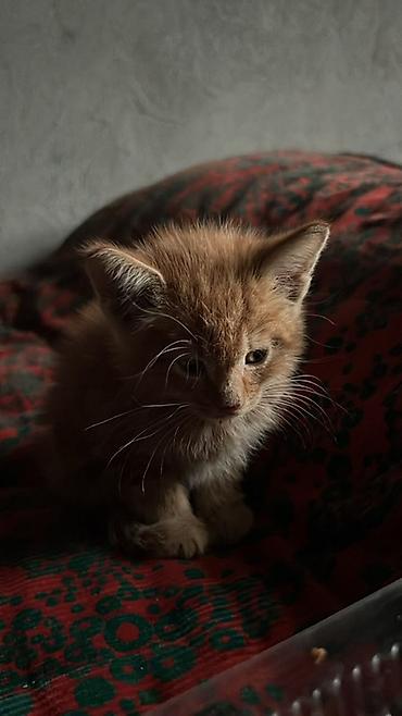 Отдам даром кошку: Кошка даром: Беспородная, 2 месяца, Мальчик — 2